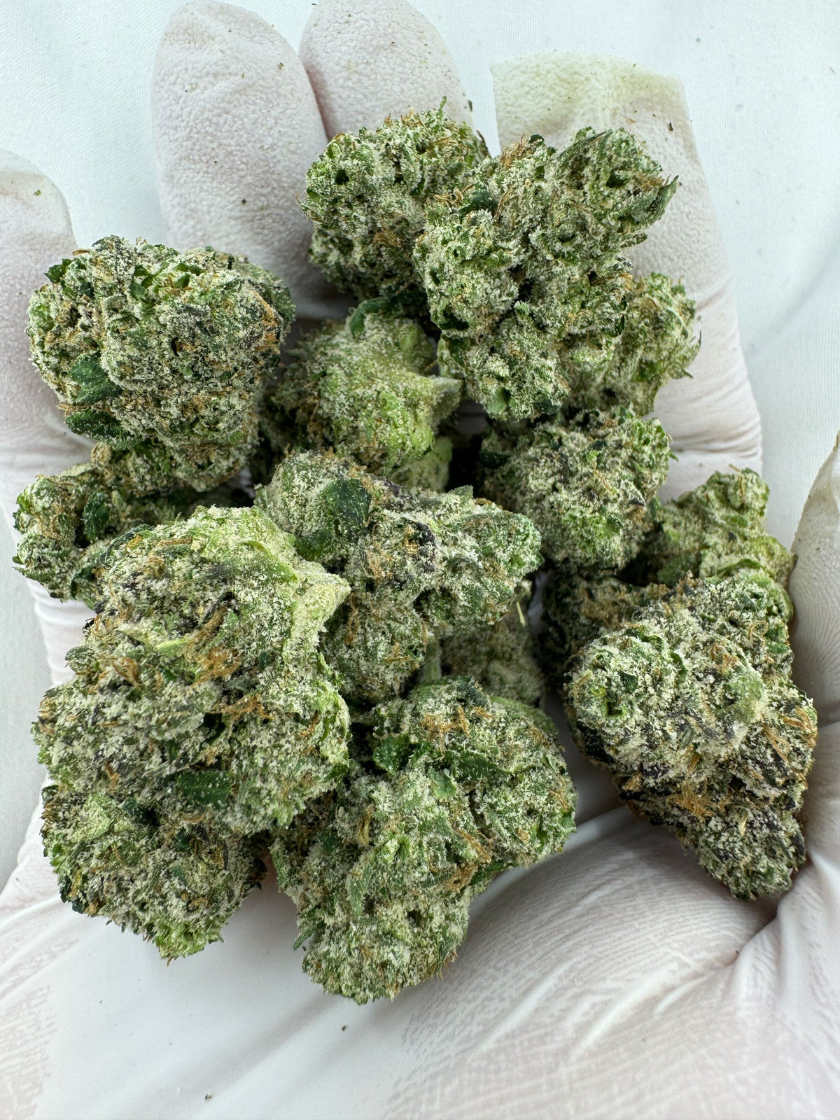 BULK - GG4 - Indoor