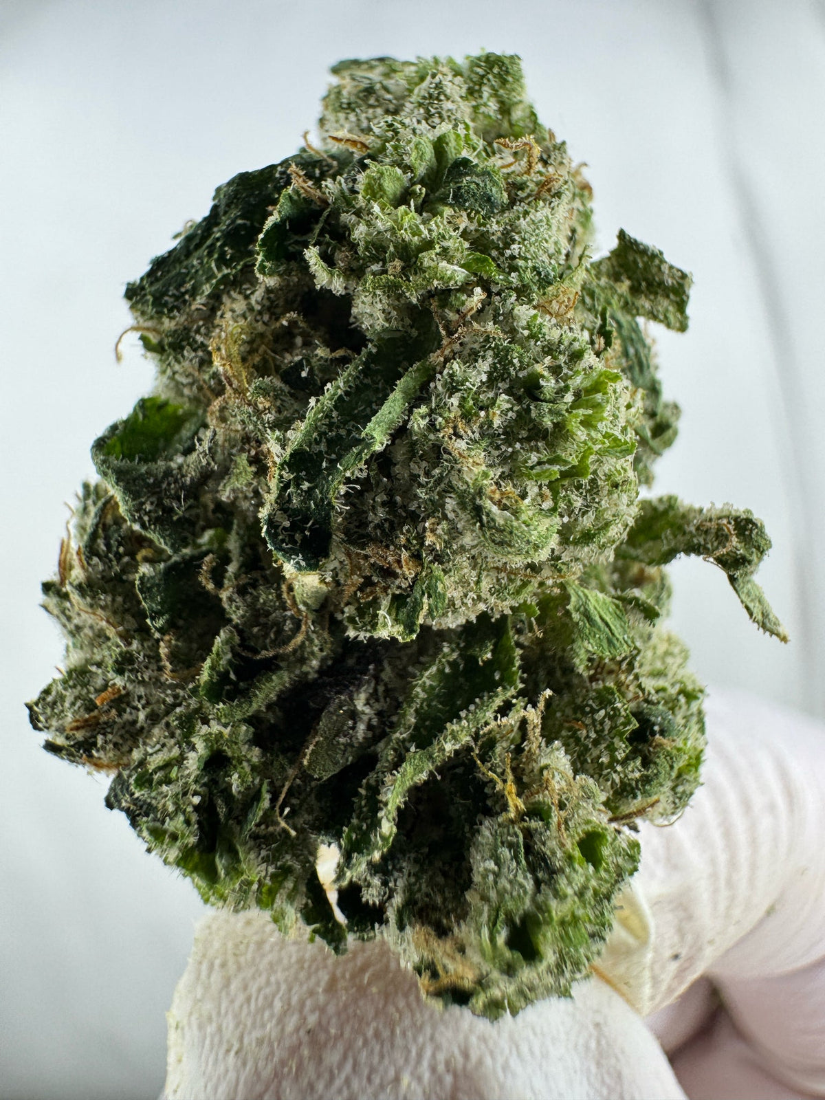 BULK - GG4 - Indoor