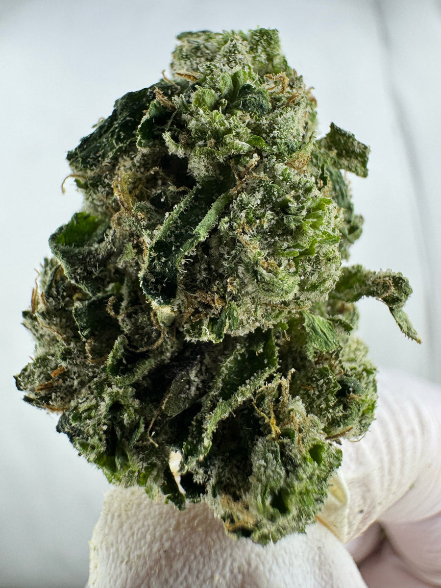 GG4 - Indoor