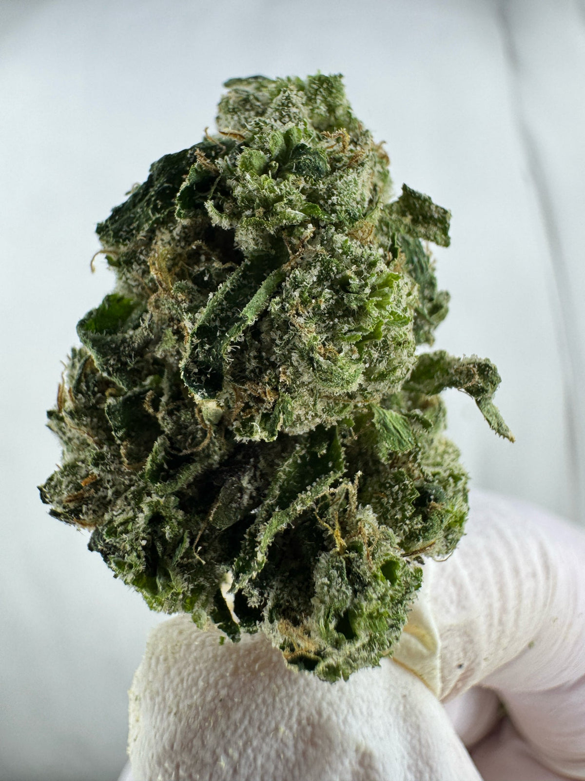BULK - GG4 - Indoor