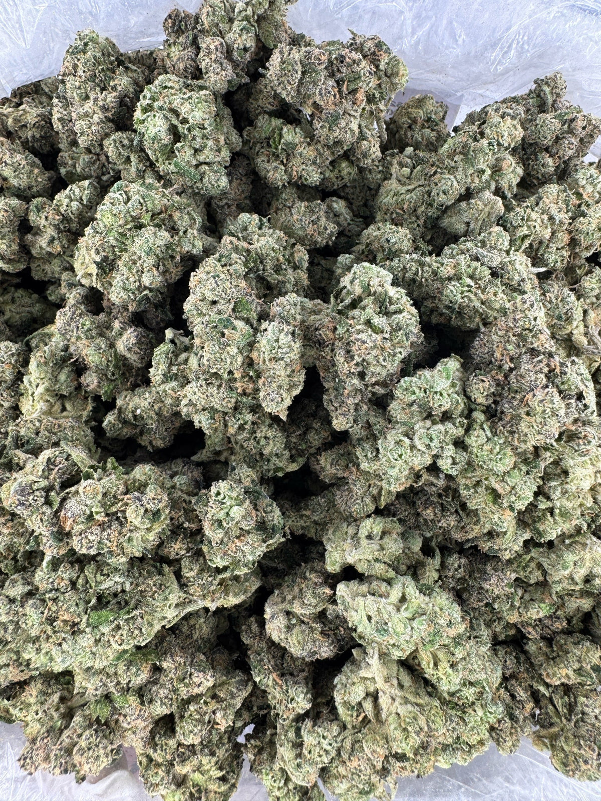 BULK - White Widow - Indoor
