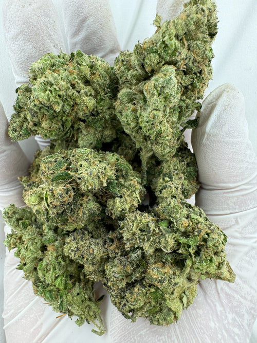 White Widow - Indoor