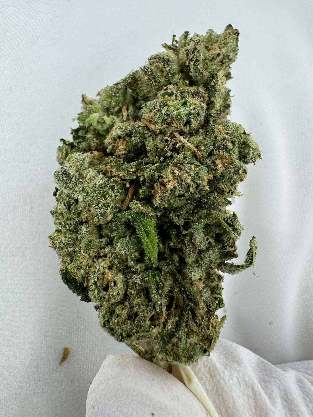 BULK - White Widow - Indoor