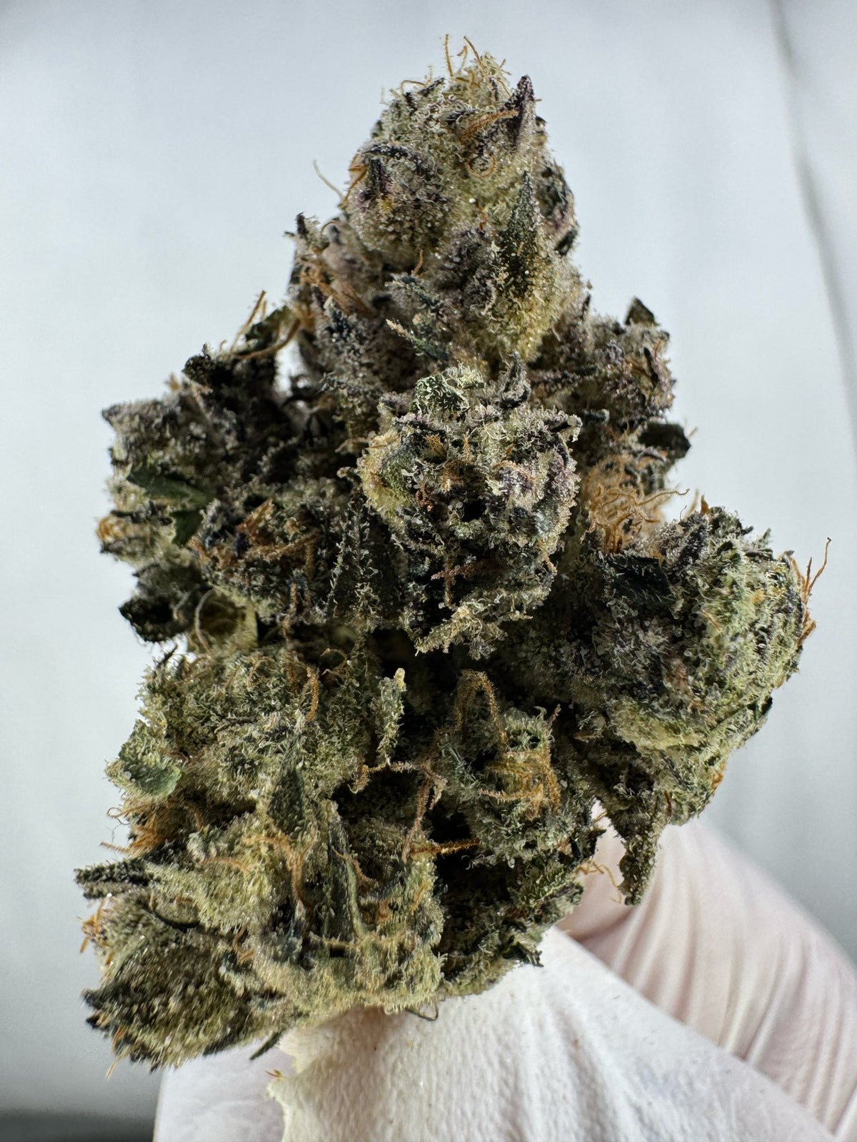 Pink Runtz - Indoor