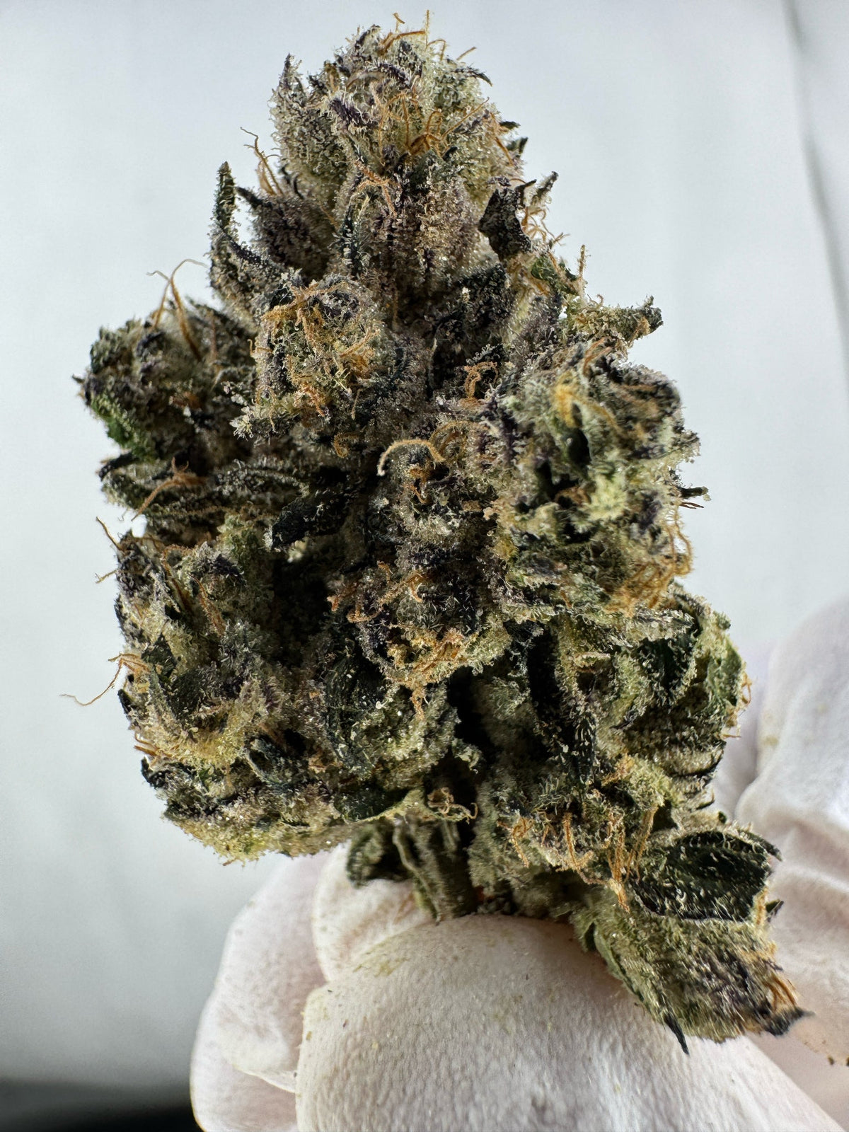 Pink Runtz - Indoor