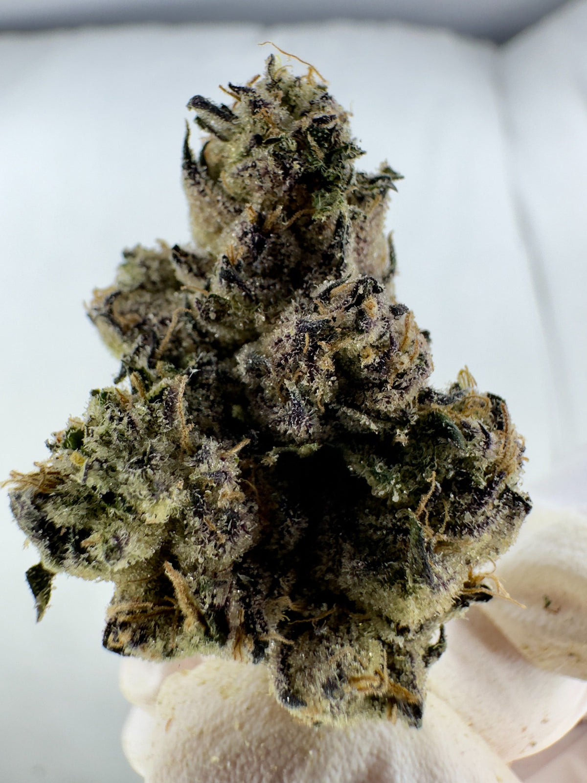 Blue Cheese - Indoor