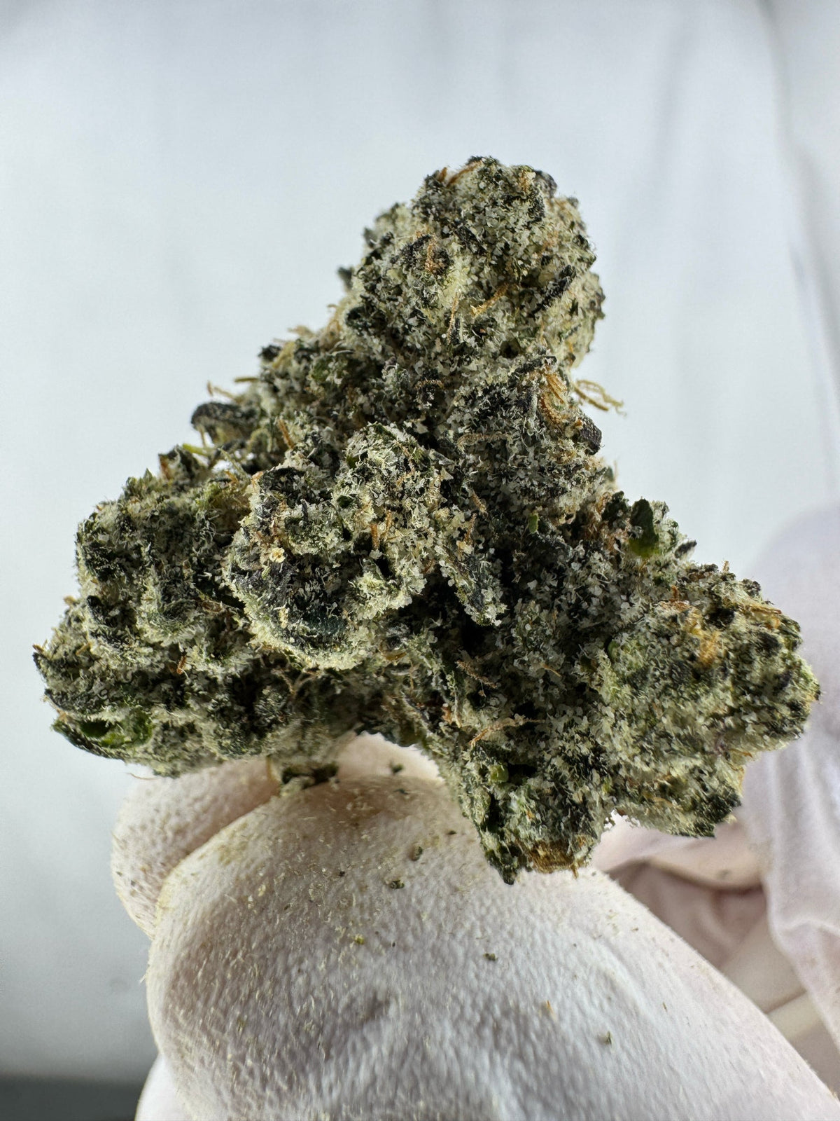 Grape Ape - Indoor