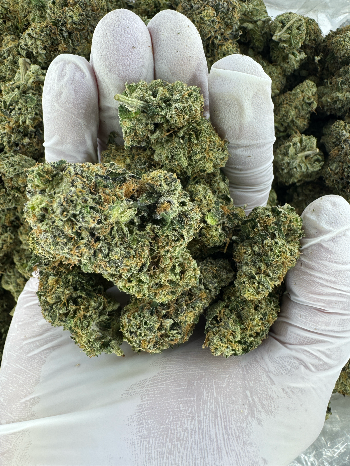 Yuzu Dippin Berry - BULK - Indoor