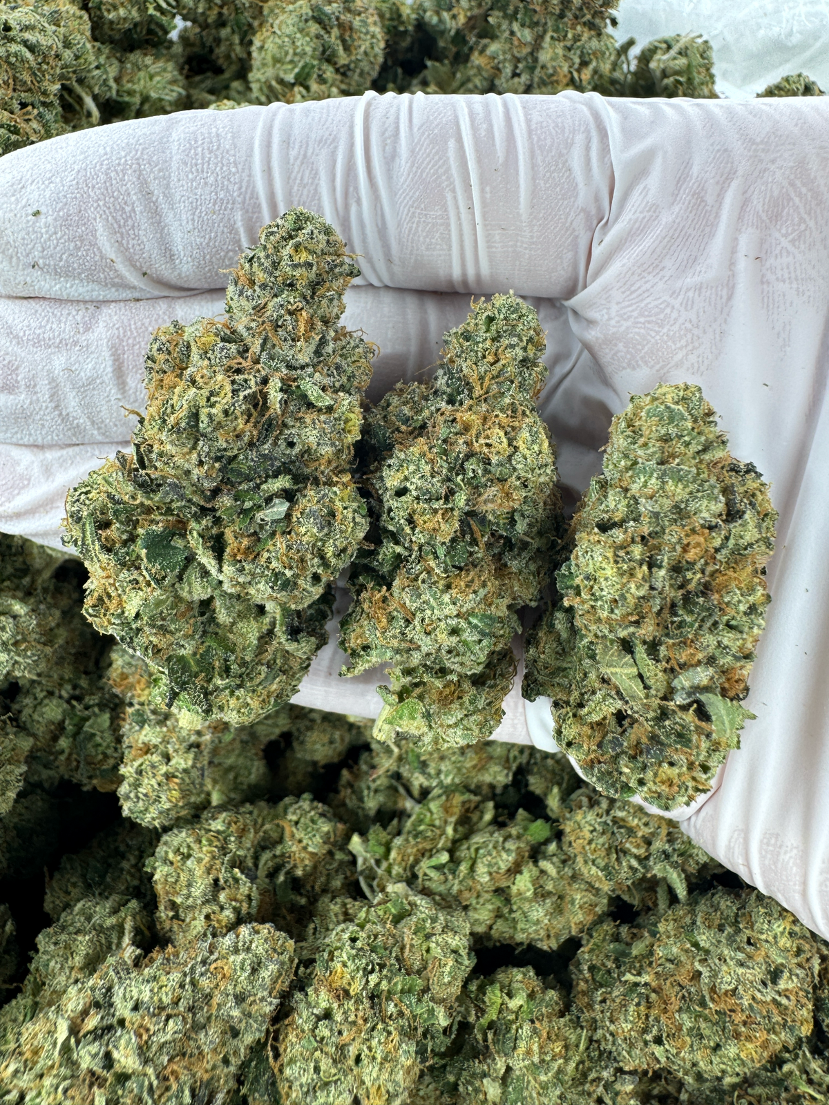 Yuzu Dippin Berry - BULK - Indoor