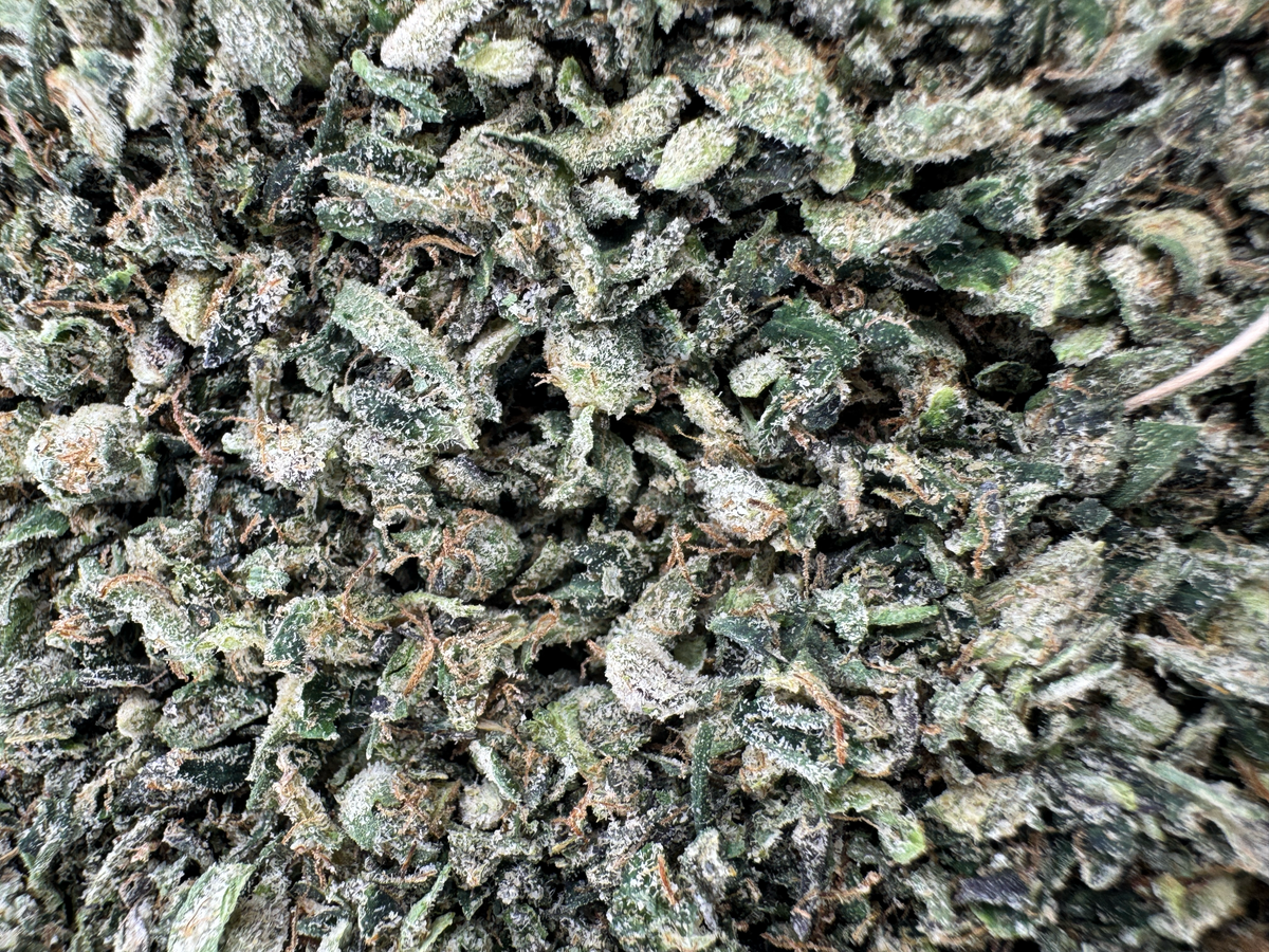 Sour Melon Ritz Shake - Sativa - Indoor - 28G