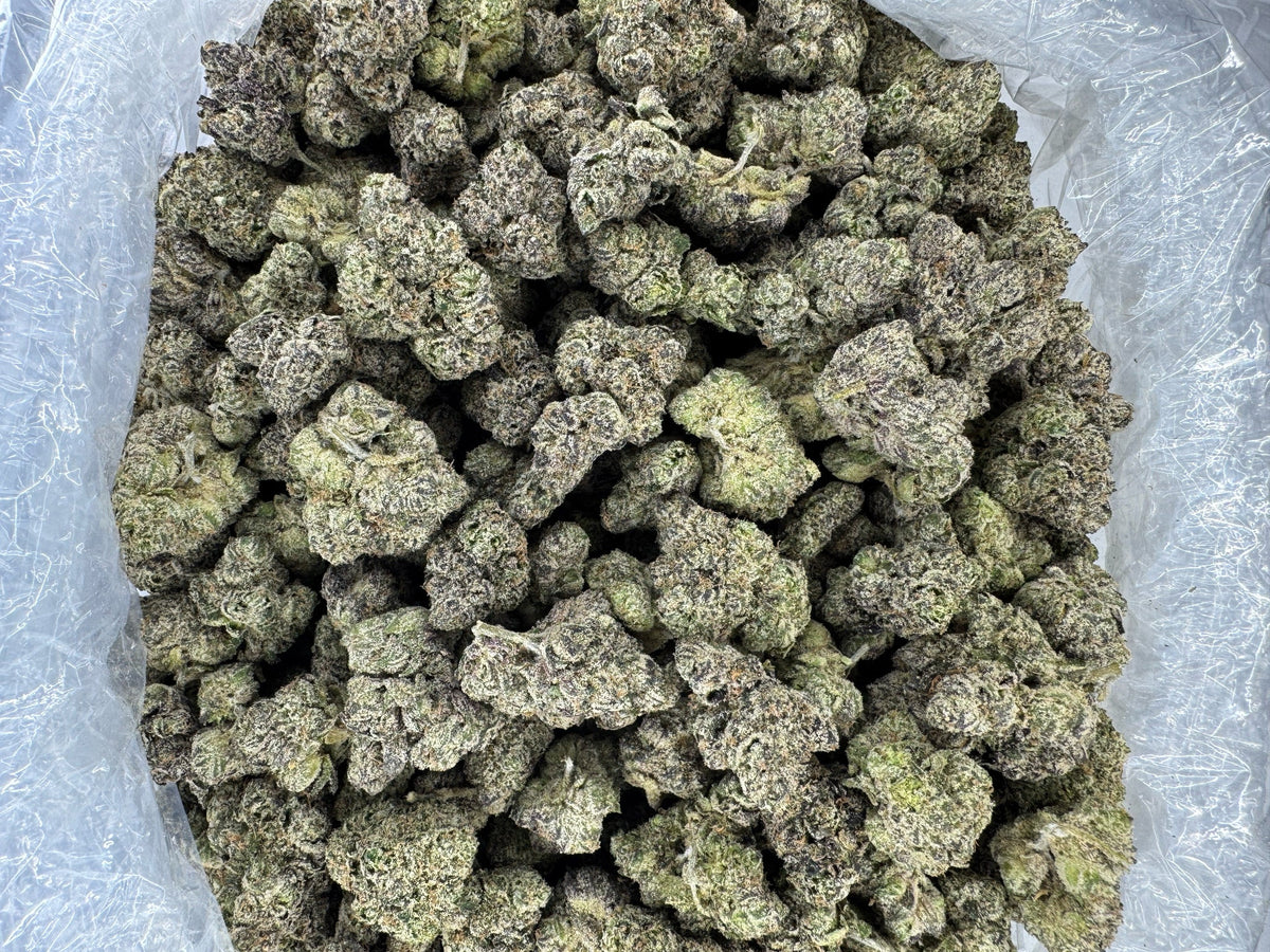 Guava Cooler - Indoor