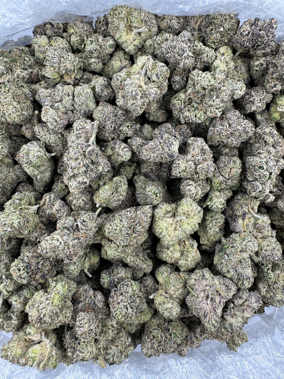 Guava Cooler - Indoor