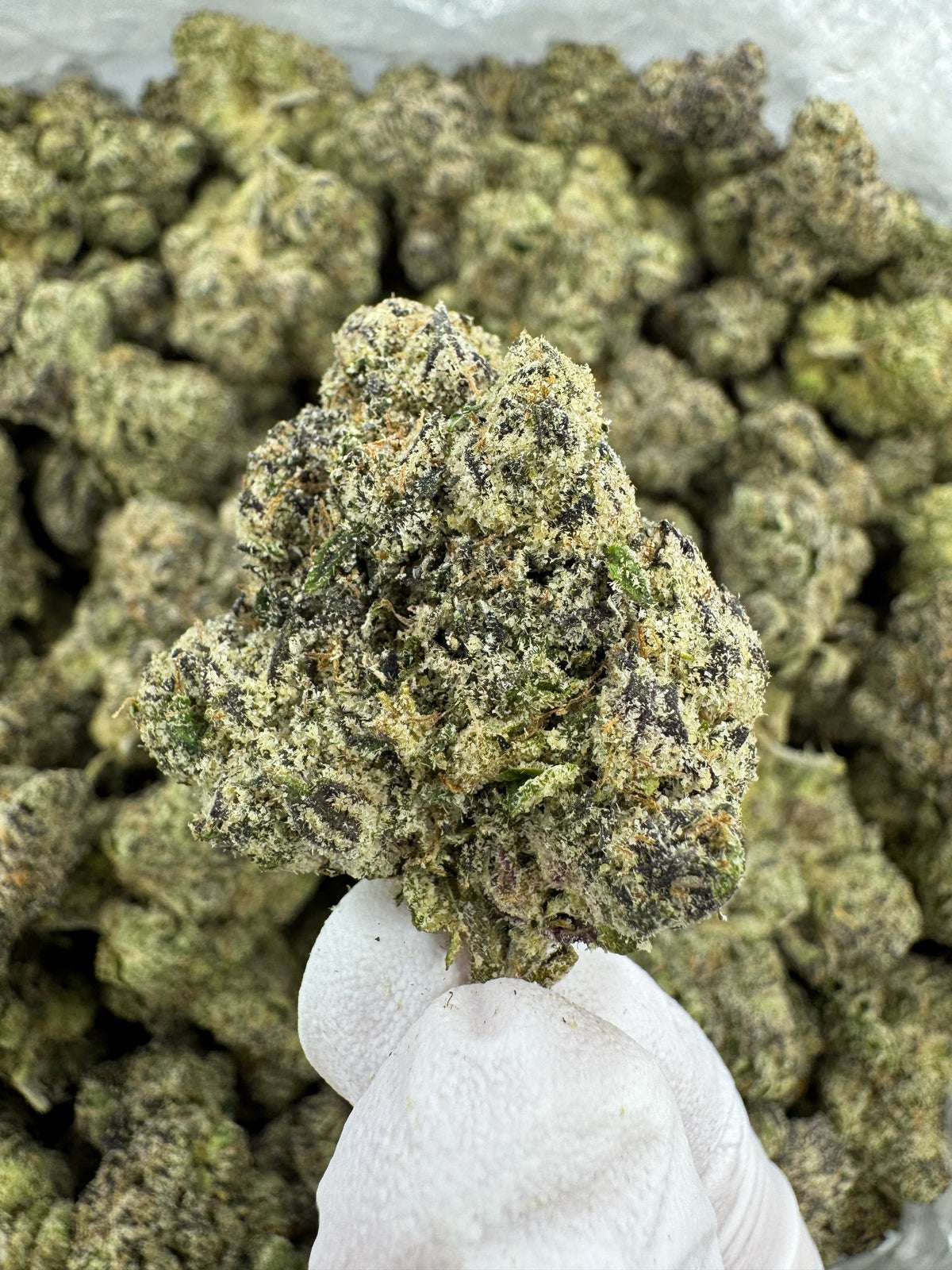 Guava Cooler - Indoor