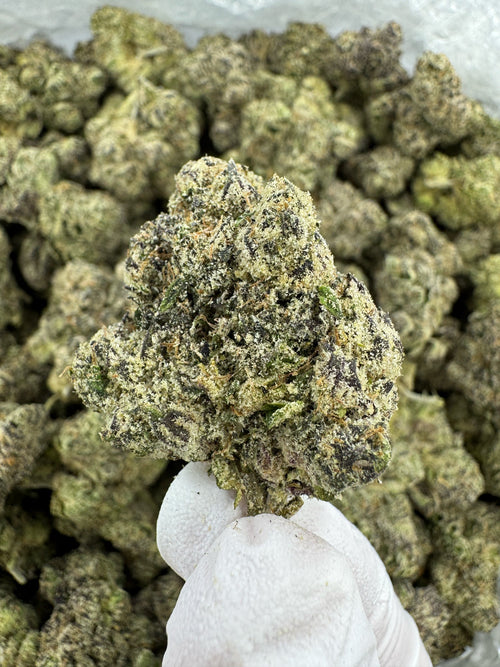 Guava Cooler - Indoor
