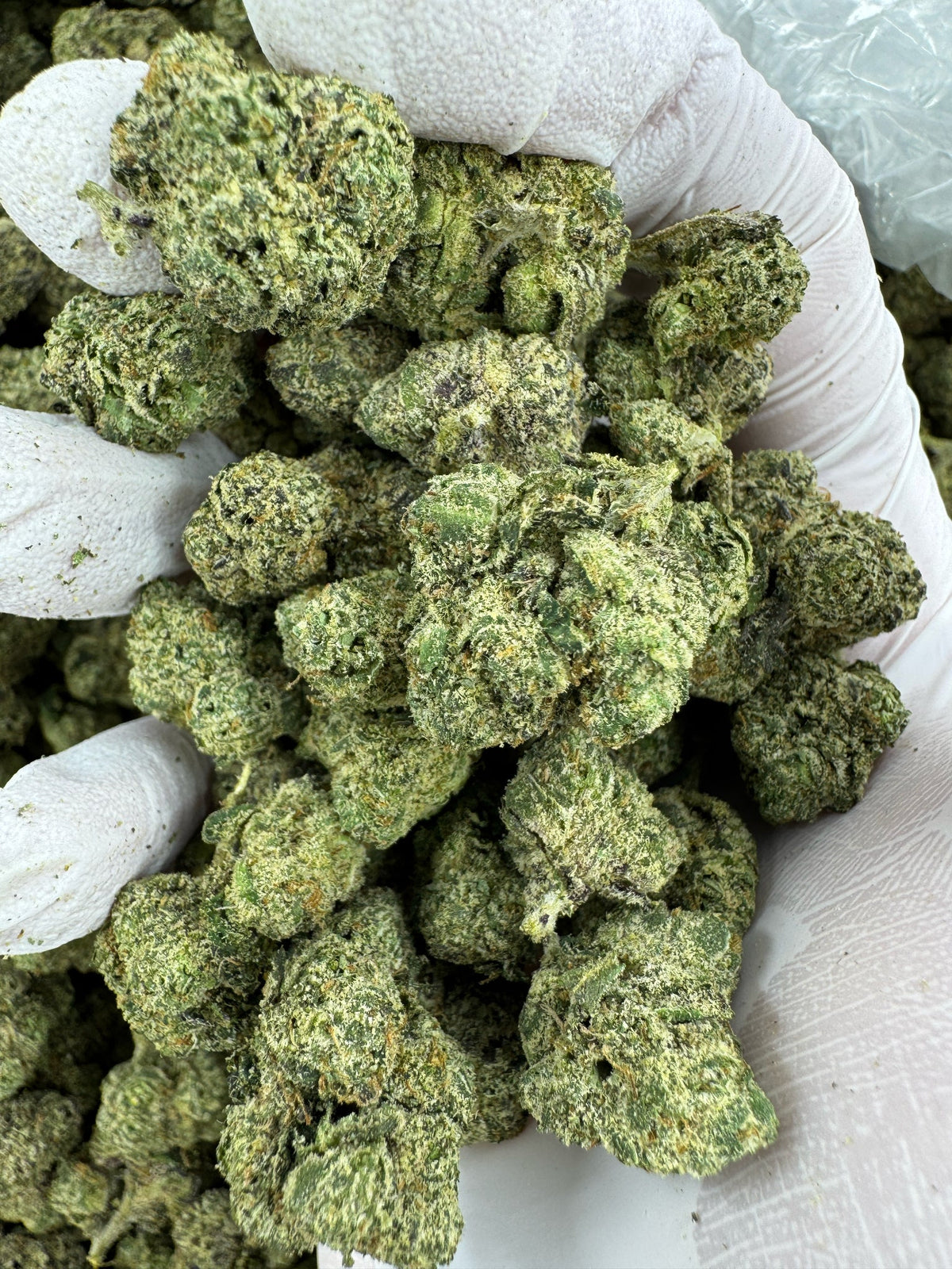 Purple Lemon Punch - Indoor