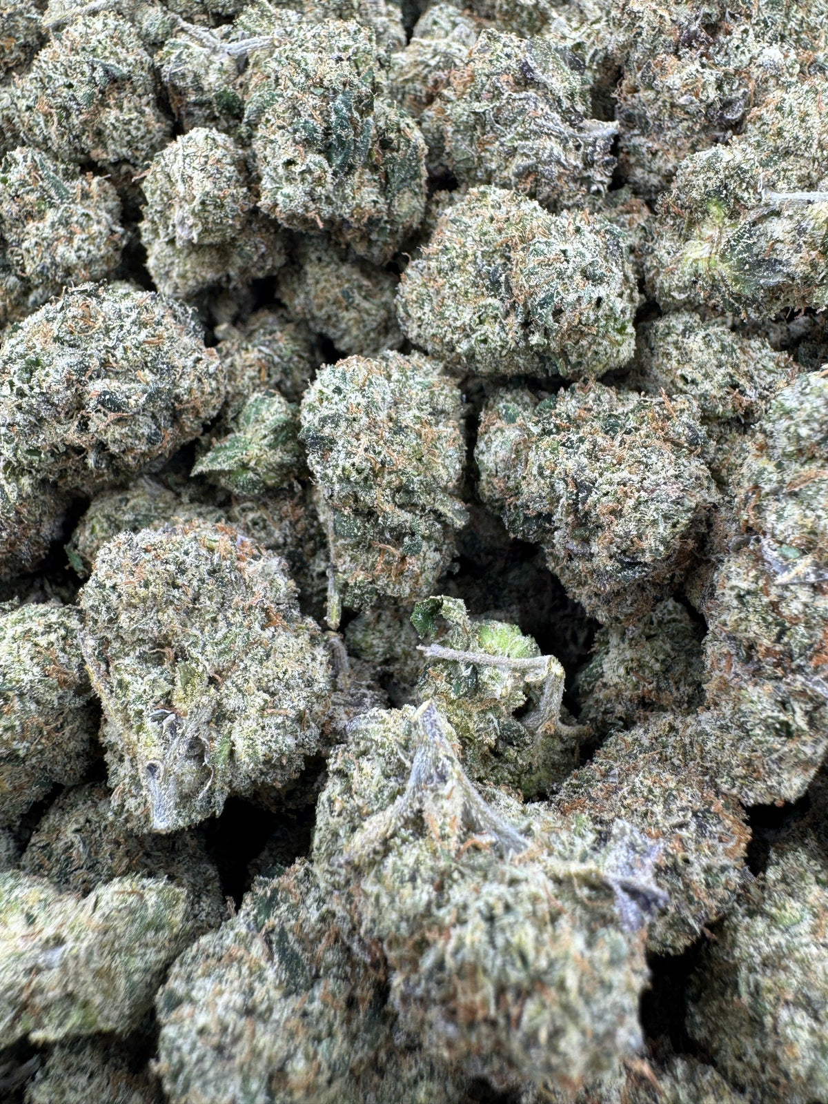 Super Silver Haze - Indoor