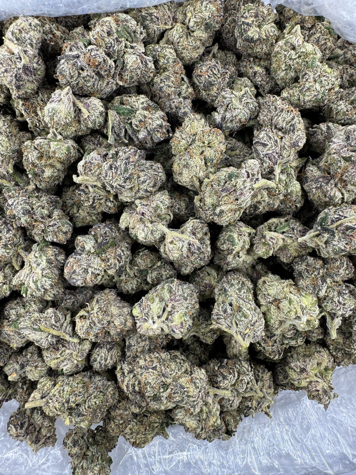 Jack Herer - Indoor