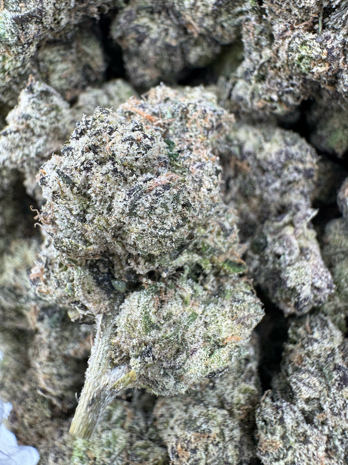 Blue Haze - Indoor