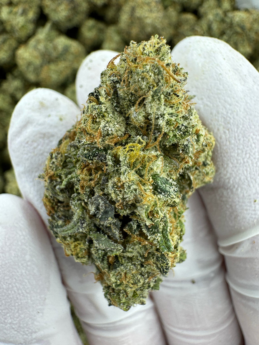 Northern Lights - Indoor