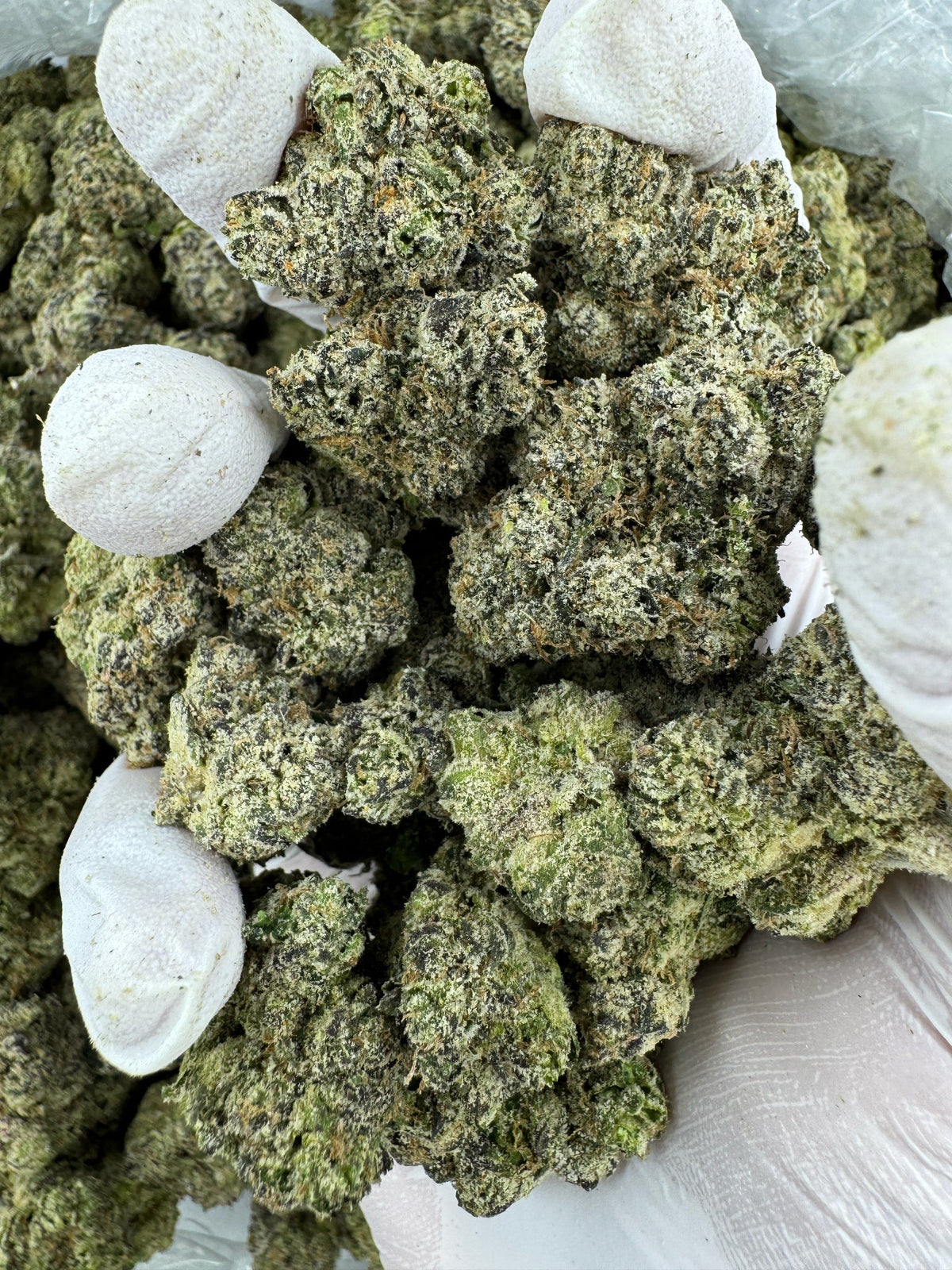 BULK - Lemon Bubba - Indoor