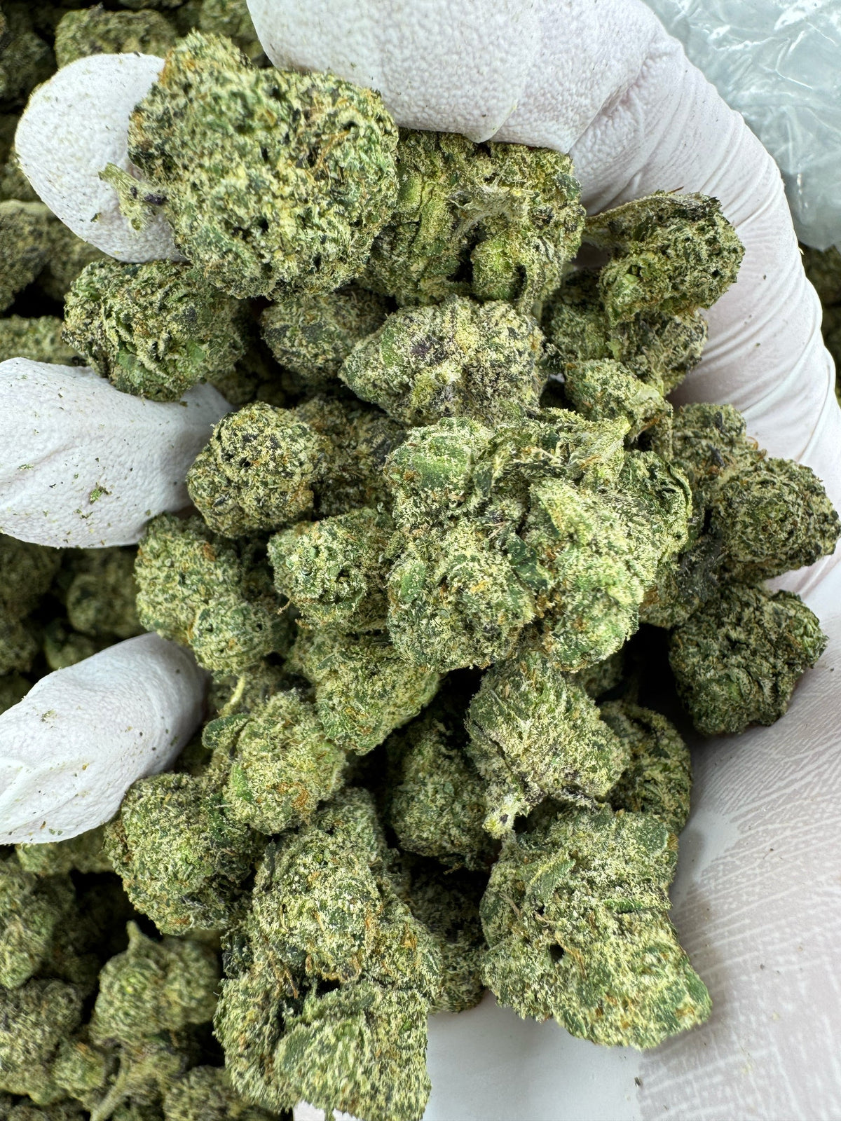 Purple Lemon Punch - Indoor