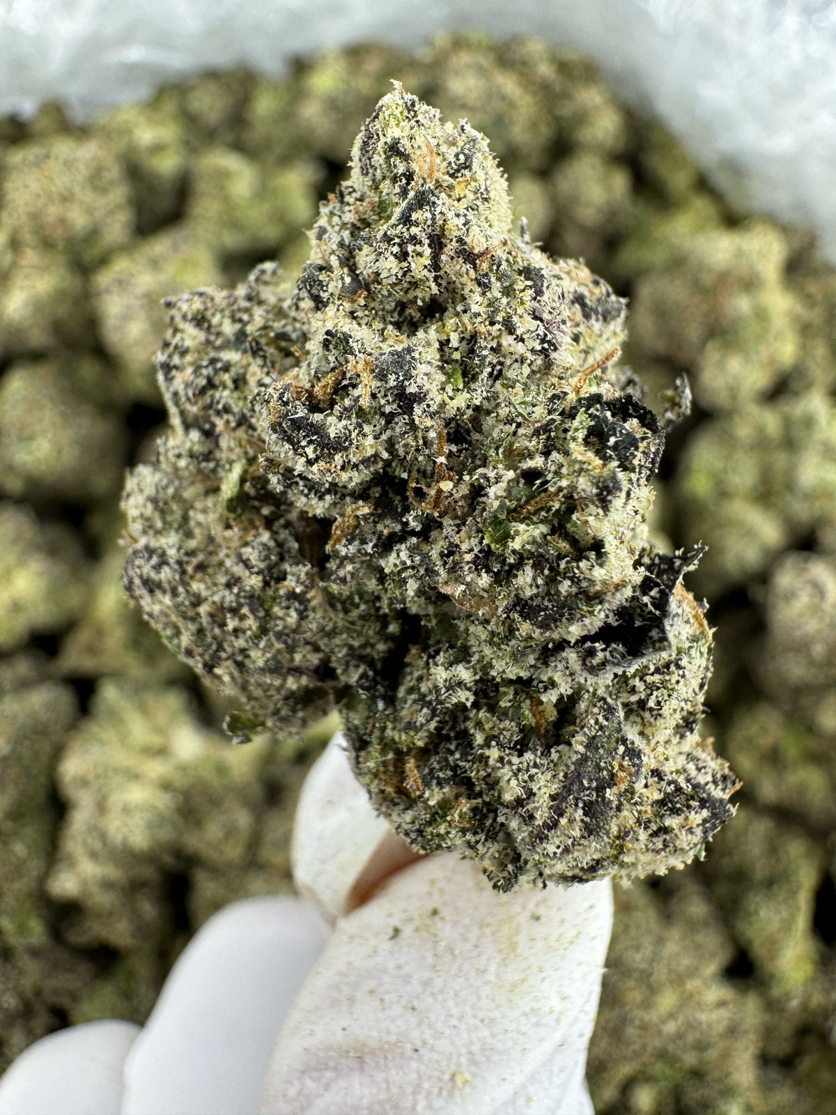 BULK - Lemon Bubba - Indoor