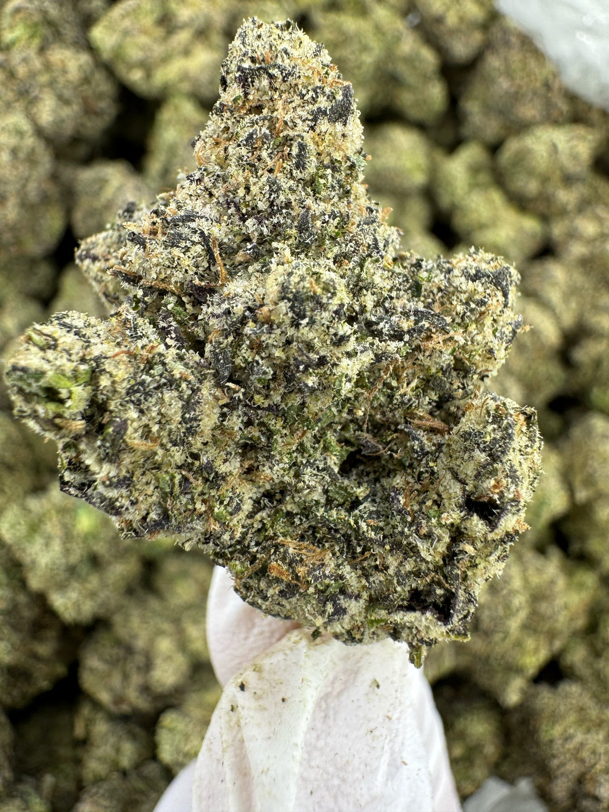 BULK - Ice Cream Cake - Indoor
