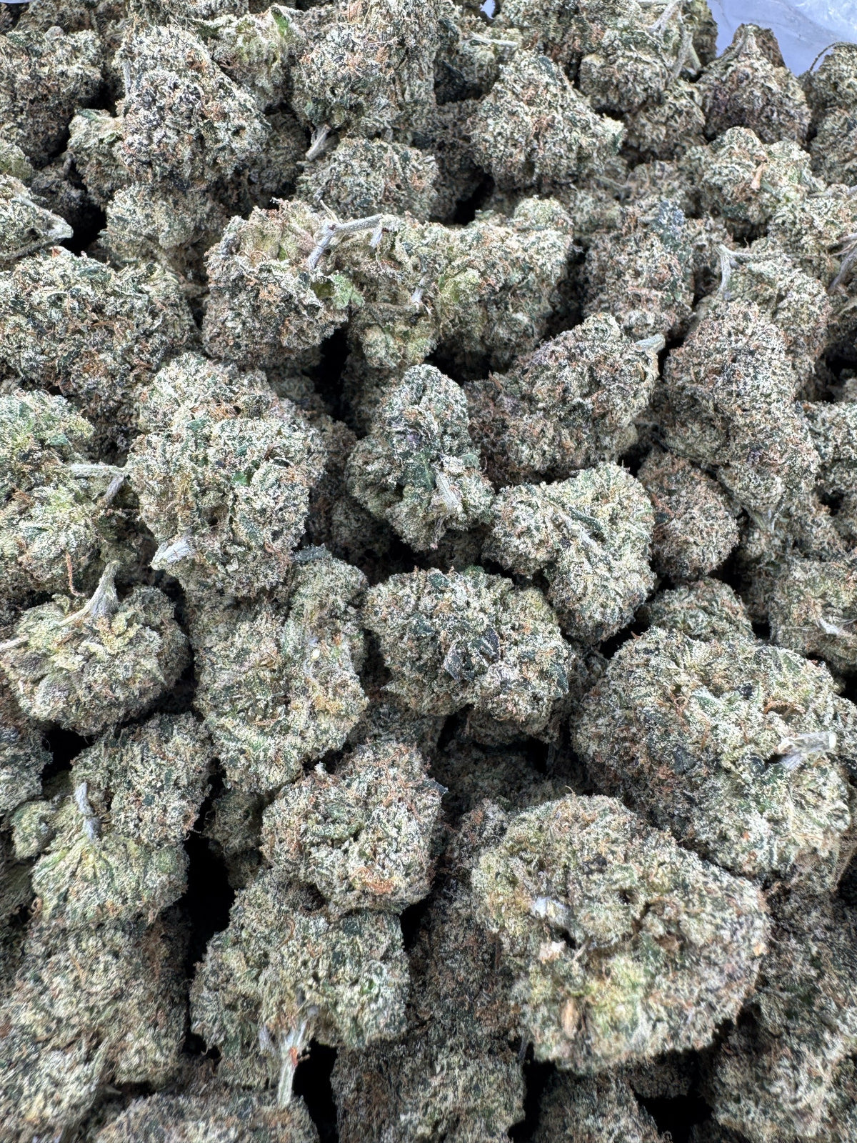 BULK - Green Crack - Indoor