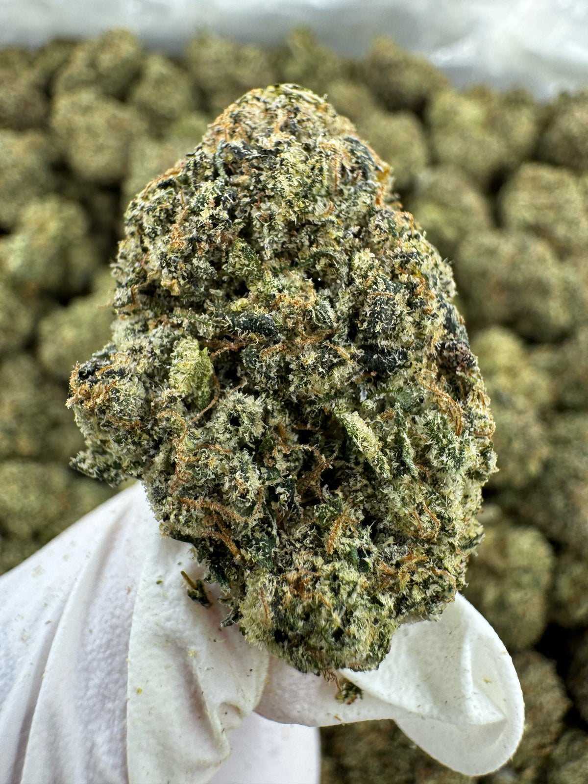 GMO (Garlic Cookies) - Indoor