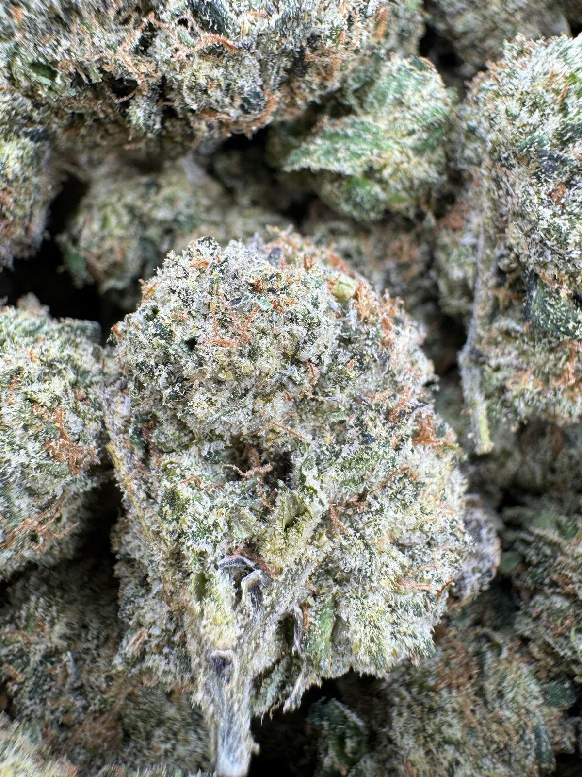 Super Silver Haze - Indoor