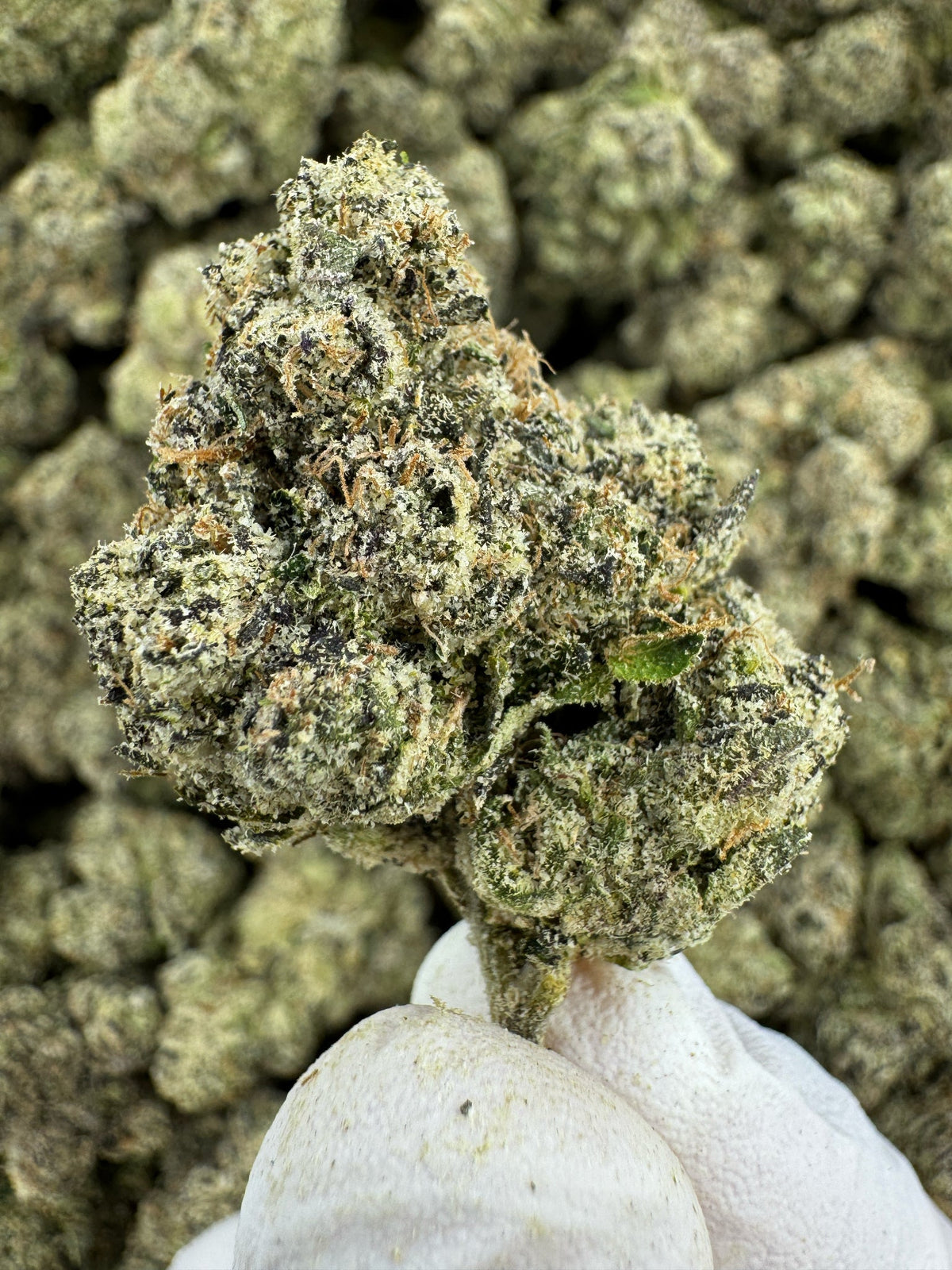 Blue Haze - Indoor