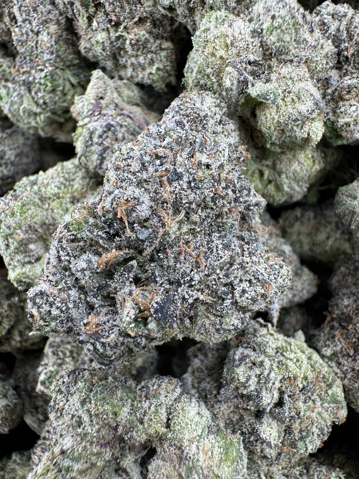 BULK - Grape Noir 8 - Indoor