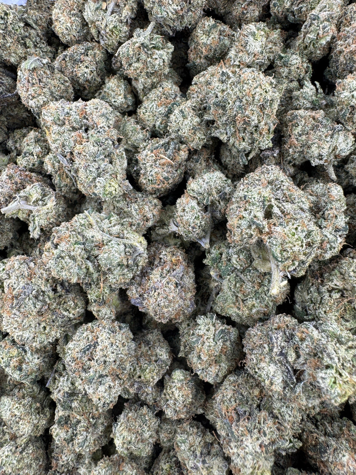 BULK - Northern Lights - Indoor