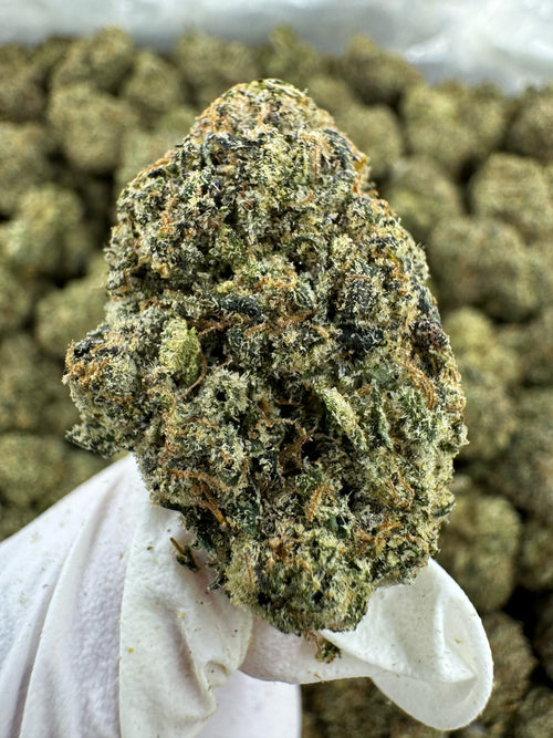 Ooze - Indoor