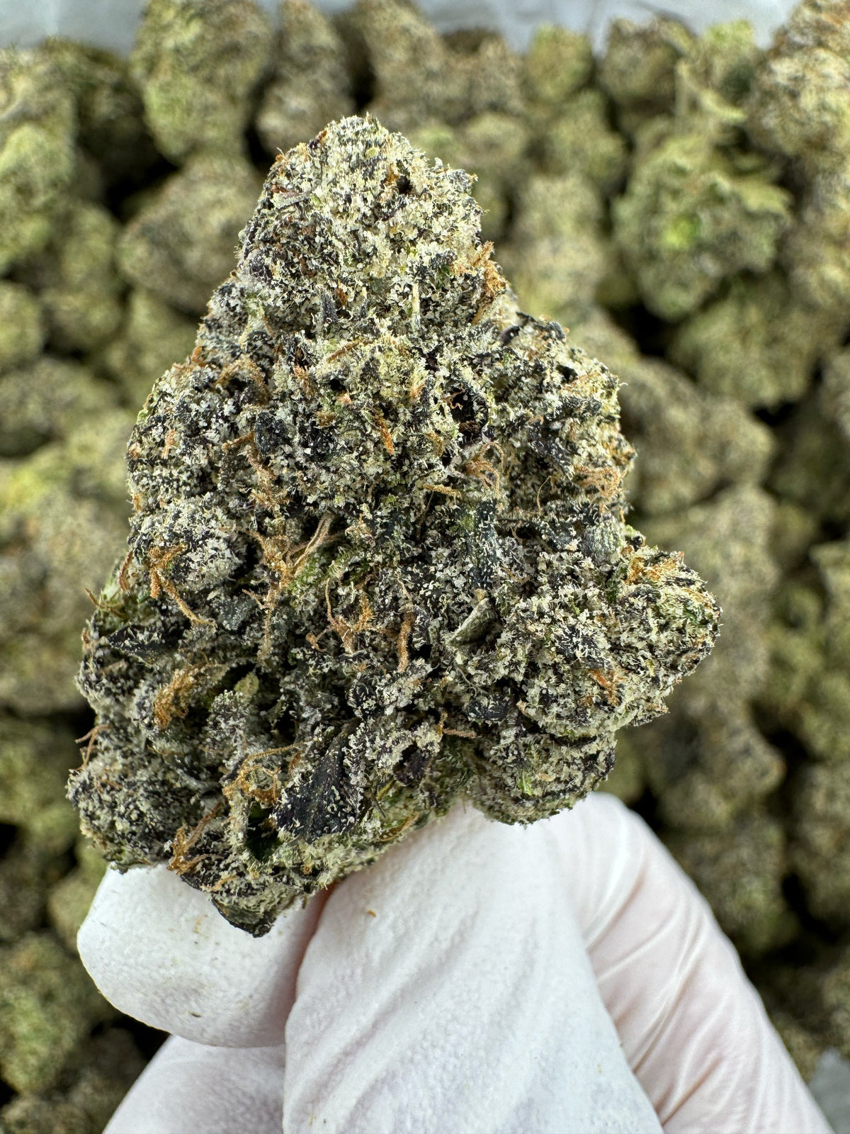 BULK - Grape Noir 8 - Indoor
