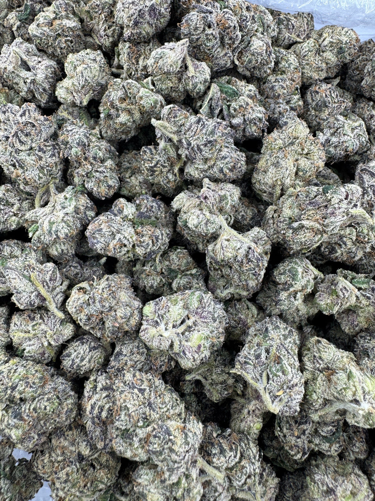 Jack Herer - Indoor