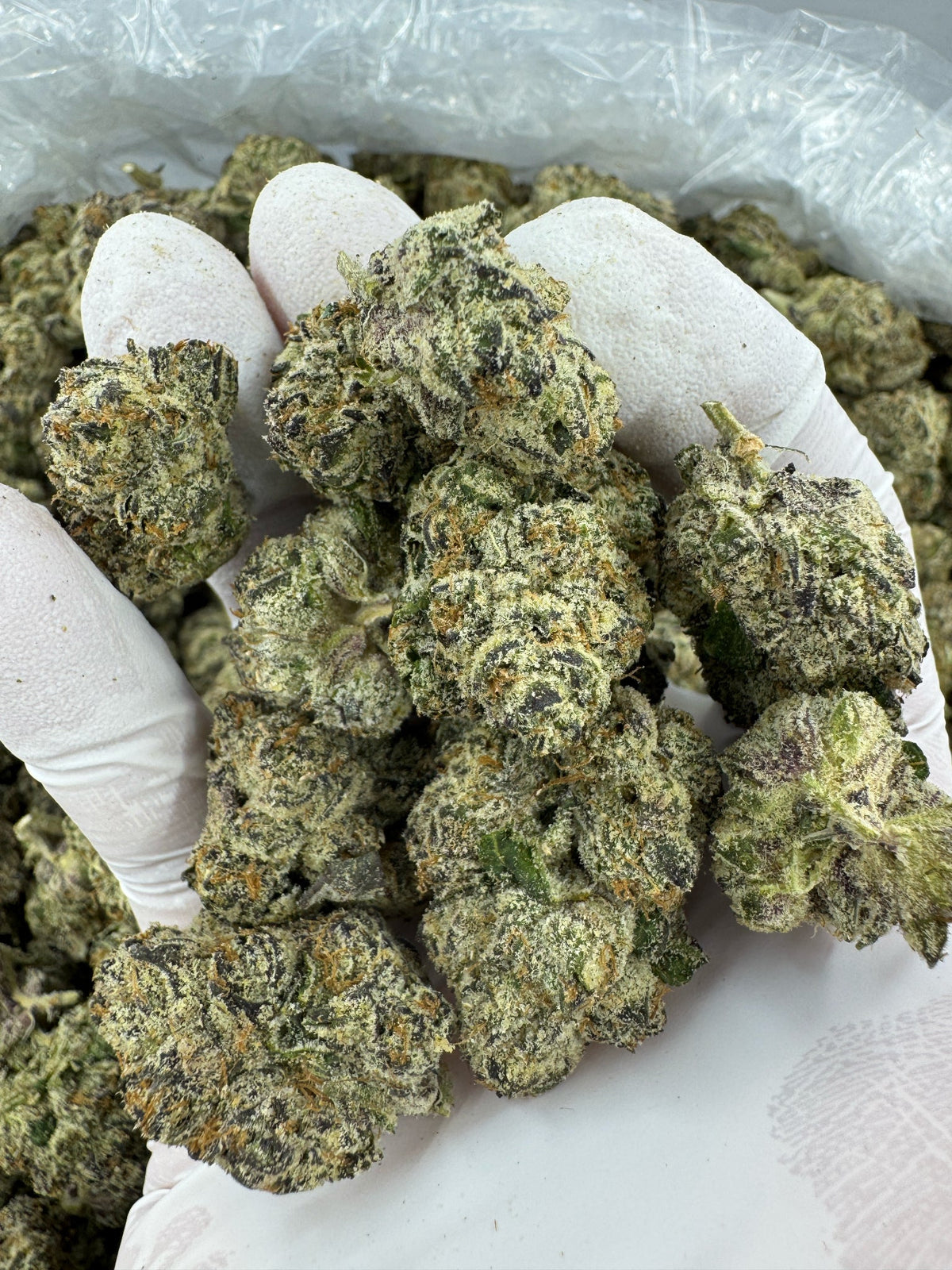 Granddaddy Purple - Indoor