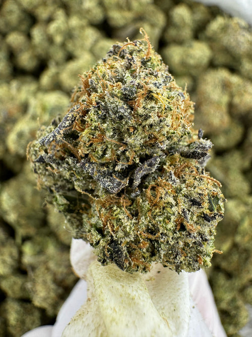 Super Silver Haze - Indoor