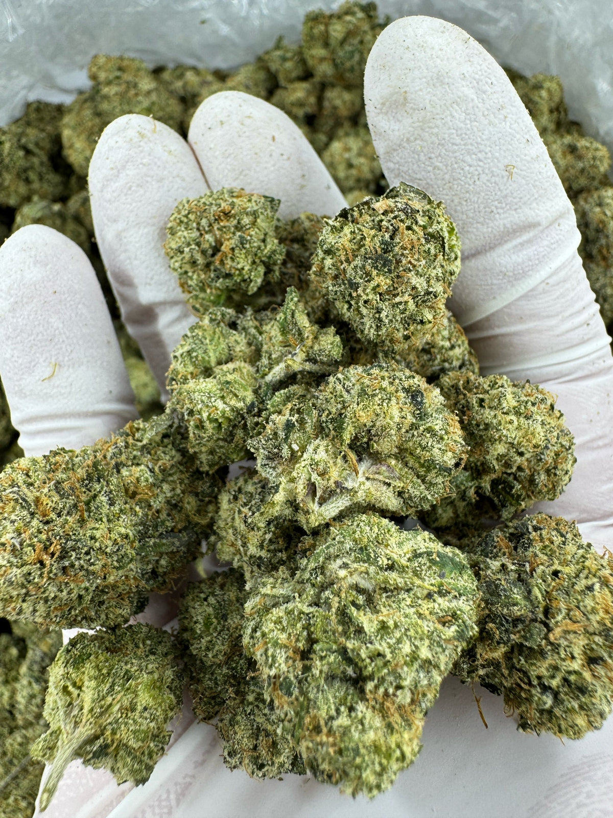 BULK - Northern Lights - Indoor
