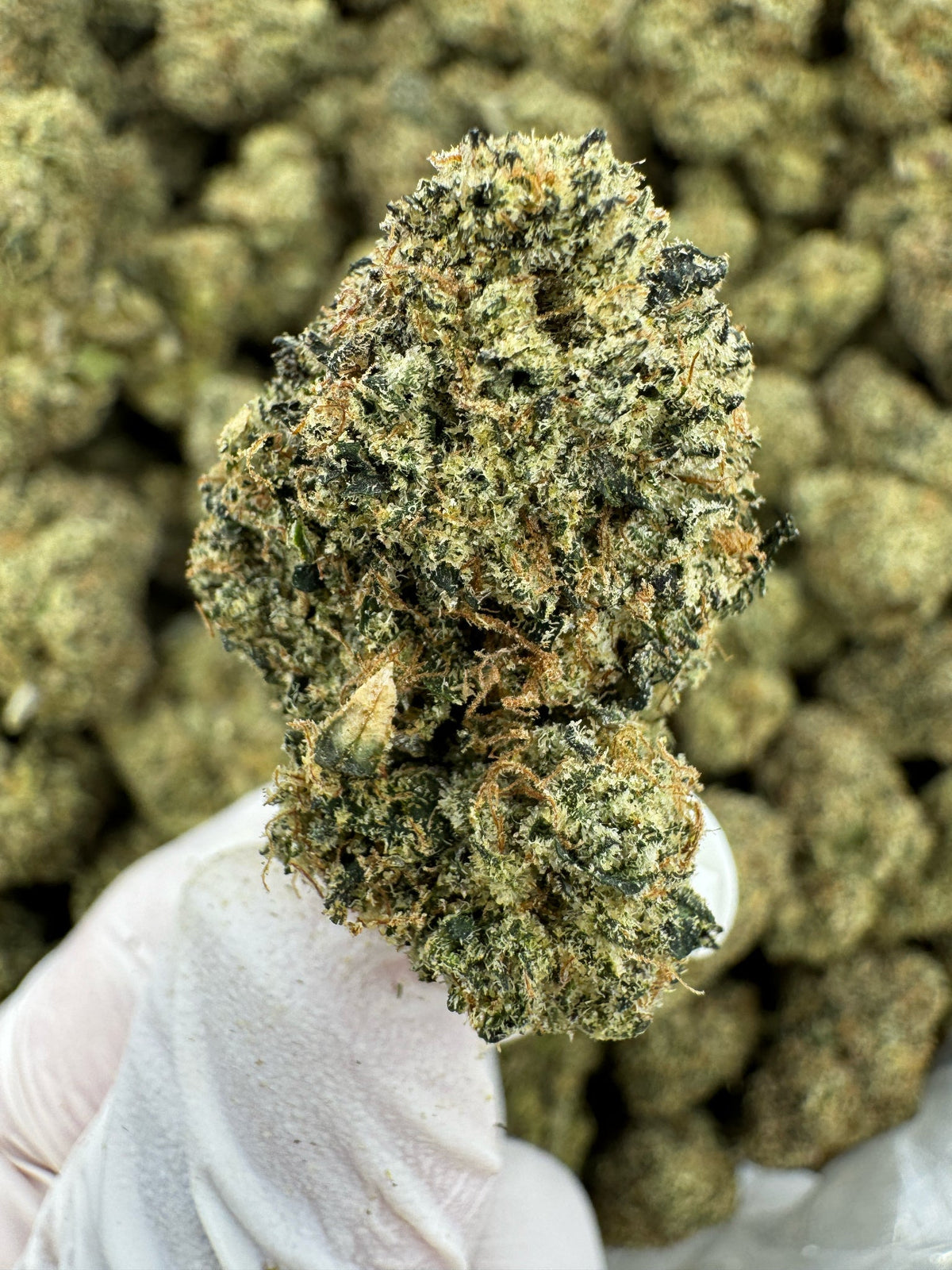 BULK - Green Crack - Indoor