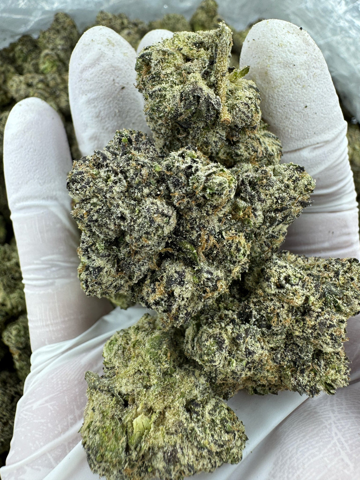BULK - Ice Cream Cake - Indoor