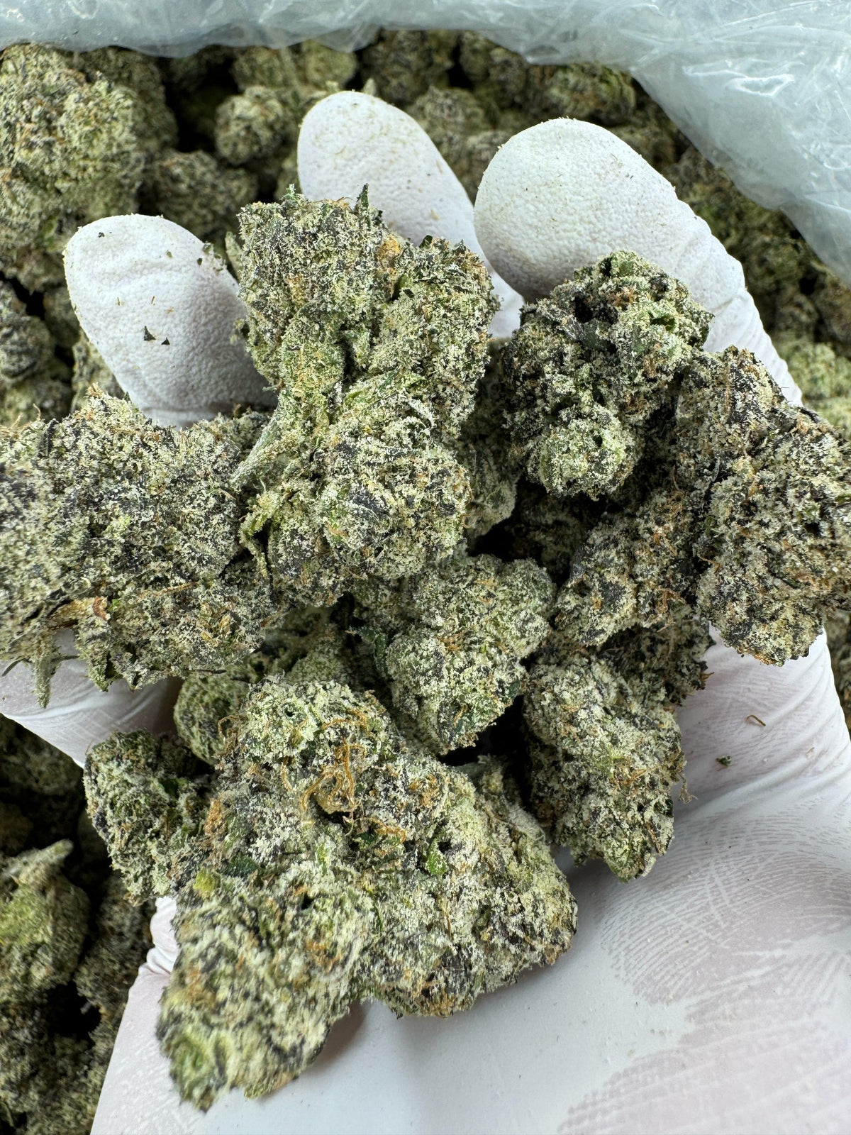 Blue Haze - Indoor