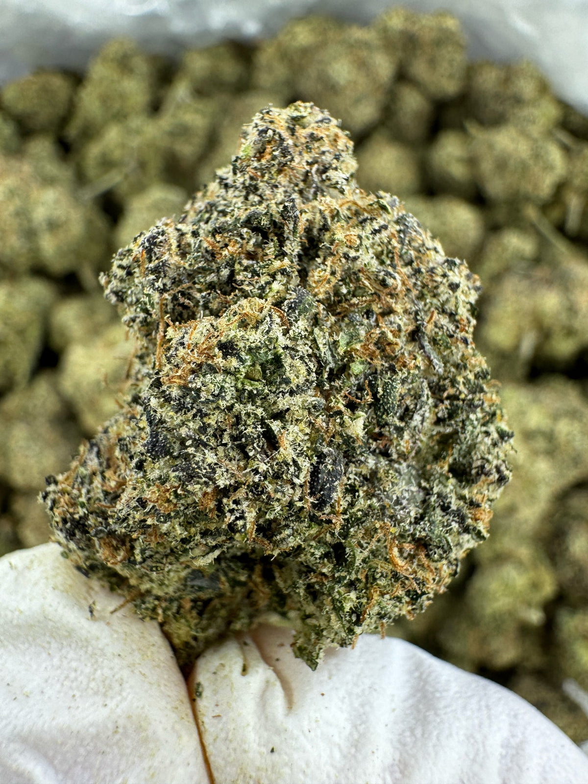 Sour Diesel - Indoor