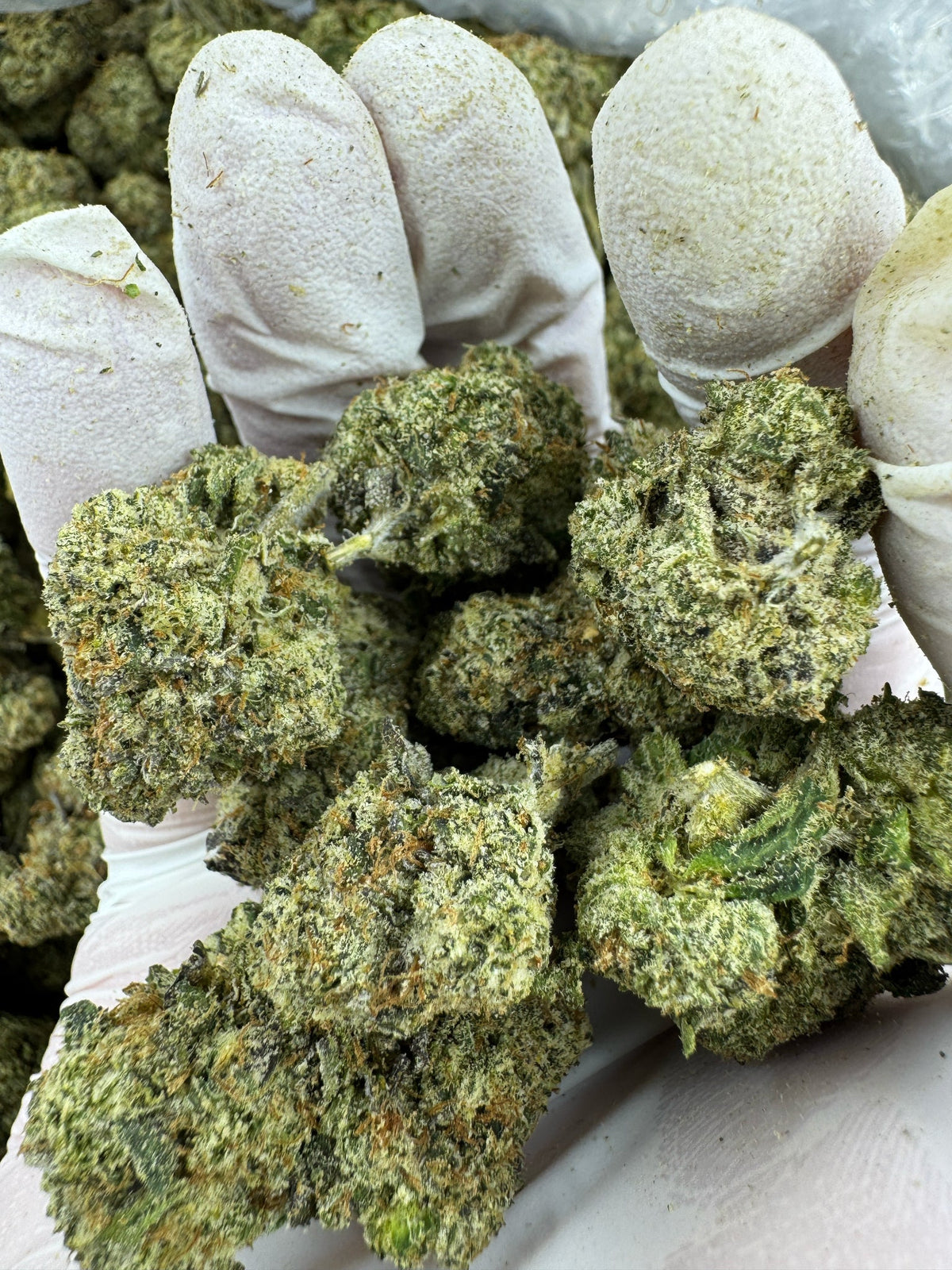 Super Silver Haze - Indoor