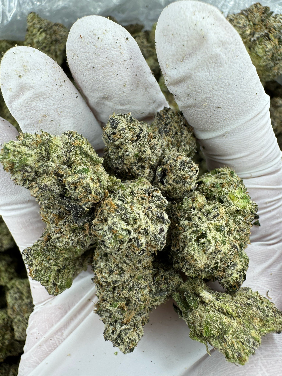 BULK - Grape Noir 8 - Indoor
