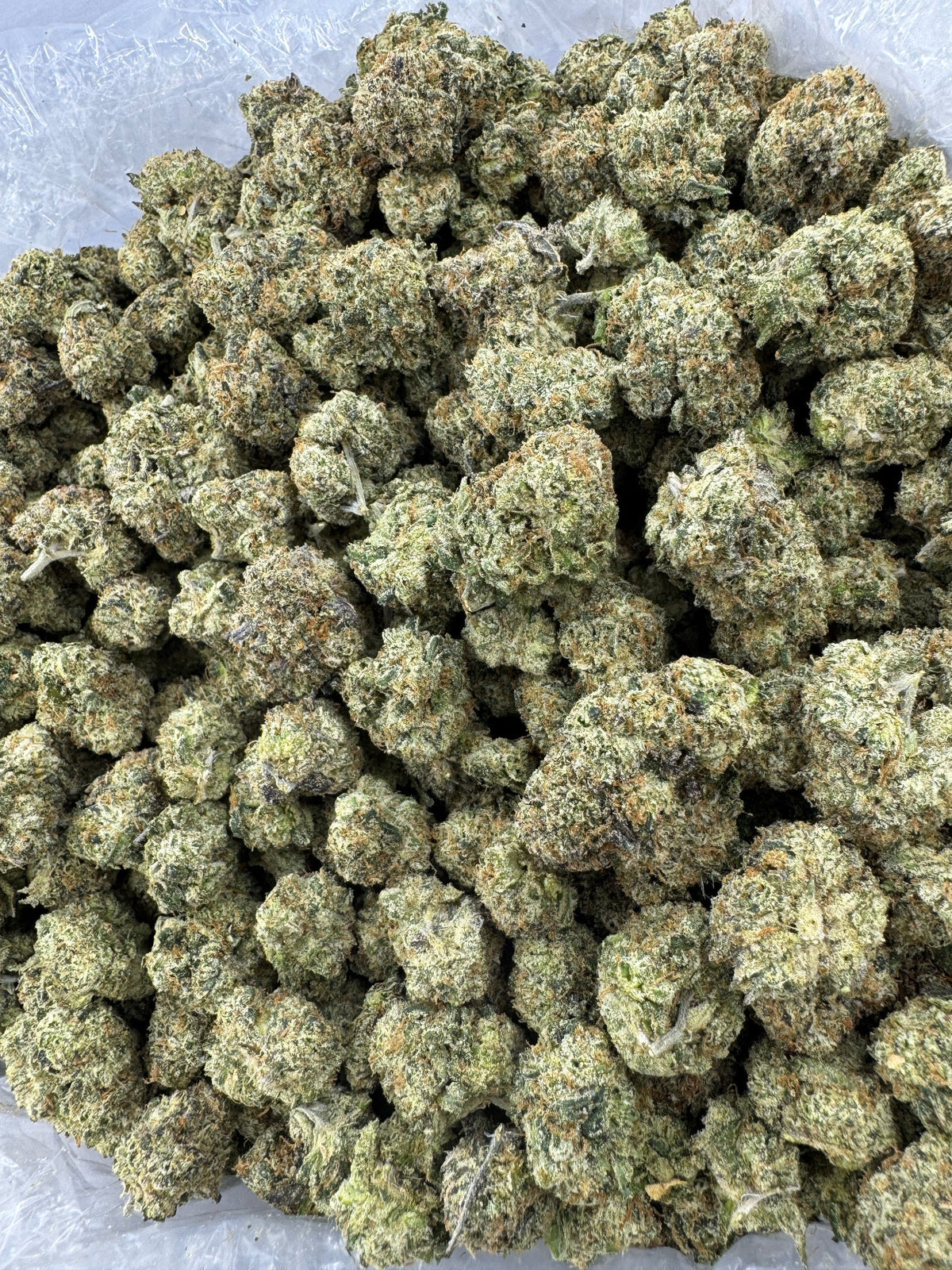 BULK - Northern Lights - Indoor