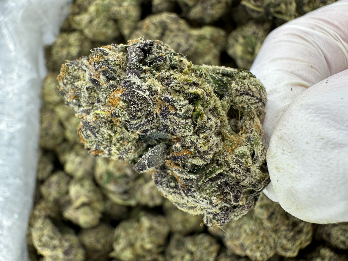 Jack Herer - Indoor