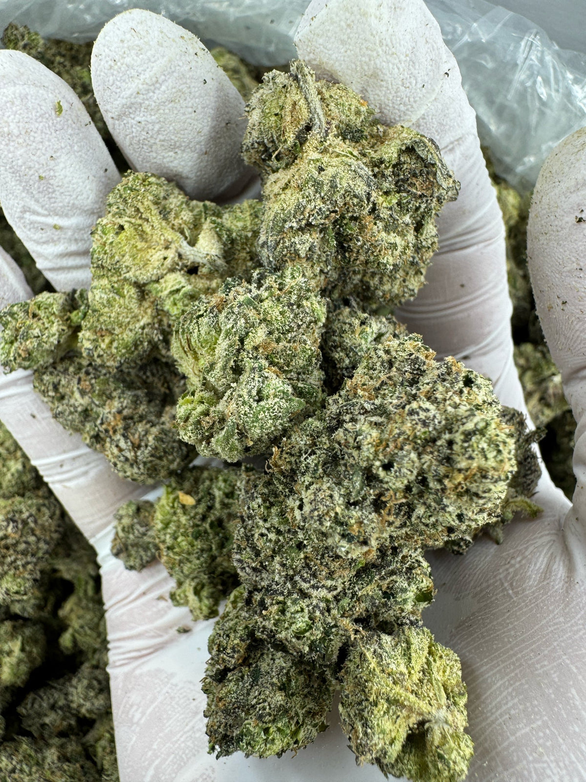 BULK - Sugar Sap - Indoor