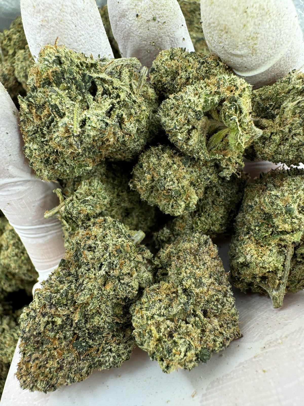 Sour Diesel - Indoor