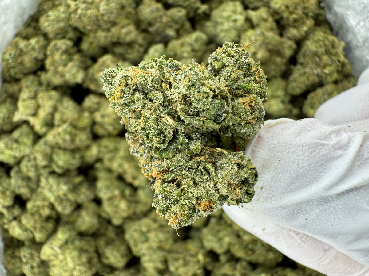 Durban Poison - Indoor
